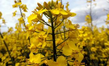 Applications des biocarburants