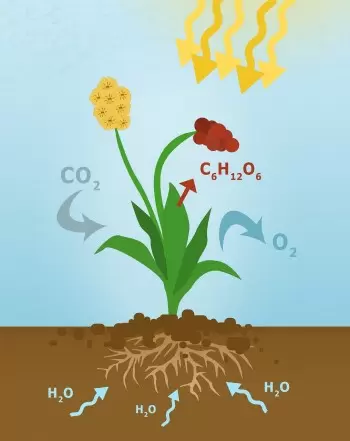 Photosynthèse : processus, fonction, importance et formule